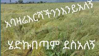 አባቴ ዛሬ አዝመራችንን እንይብሎኝ  አስደስተኝ