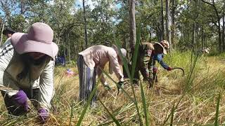 រដូវច្រូតកាត់មកដល់កសិករអូរអរតាមស្រែ