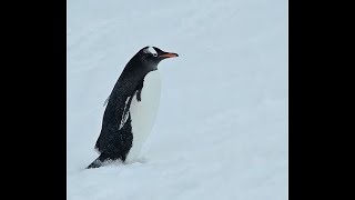 Seabourn Venture Antarticia