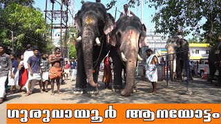 ഗുരുവായൂർ ആനയോട്ടം | Guruvayur Anayottam | Guruvayur Elephant Race