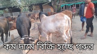 বাংলাদেশ ইন্ডিয়া বর্ডার ক্রস গরু কি পাওয়া যাবে এই হাটে | ১৭/১/২০২৫/ | Bangladesh border cow hat