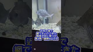 稚魚何に育つか成長記録 第3弾　612日目