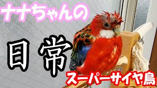 ナナクサインコのナナちゃん動画詰め合わせ