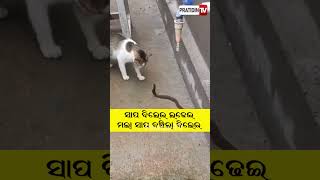 ସାପ ବିଲେଇ ଲଢେଇ, ମଲା ସାପ ବଞ୍ଚିଲା ବିଲେଇ | Cat Fights Snake In Kendrapada #shorts