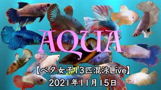 【ベタ女子混泳ライヴ】2021年11月15日