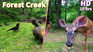 Relax with your Pets watching a Forest Stream with Squirrels, Crows and Deer | 10-Hour Cat & Dog TV