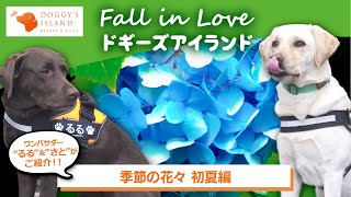 【フォーリンラブ ドギーズアイランド#４】自然豊かな動植物の楽園をご紹介！「季節の花々 初夏編」