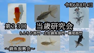 錦魚振興会 令和6年度 第23回 当歳研究会