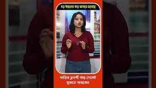 বড় ধরনের ঝড় আসতে চলেছে বাড়ির তুলশী গাছ দেখেই বুঝতে পারবেন