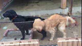 わんわん動物園 ゴッドくん(ゴールデンレトリバー)と麦多郎くん(フラットコーテッドレトリバー)