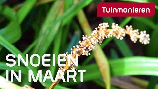 Wat snoei je in maart? | 2020 | Tuinmanieren