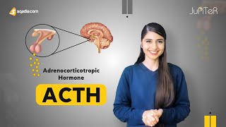 Adrenocorticotropic Hormone (ACTH) | Adrenal Gland Physiology Student Lecture | V-Learning™