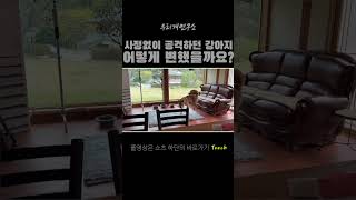 가족을 사정없이 공격하던 강아지가 어떻게 바뀌었을까요? #반려견훈련 #강아지훈련 #진돗개일상 #반려견