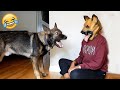 This is why GERMAN SHEPHERDS are the FUNNIEST DOGS Pet Escape Artists part 1|Funny Pet's Life