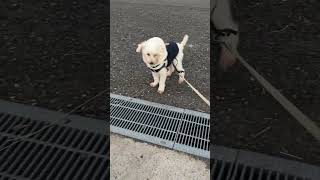 保護犬が苦手な側溝を初めて越えた瞬間　#shorts