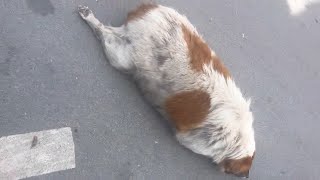 道路に倒れていた太りすぎの犬。保護した男性は諦めずに体調管理をすると…【感動】