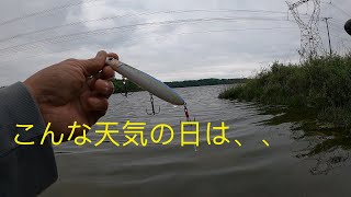 [バス釣り] ペンシルベイトを天気のグズったアメリカのその辺の湖に投げると。(ガンフィッシュ gunfish )