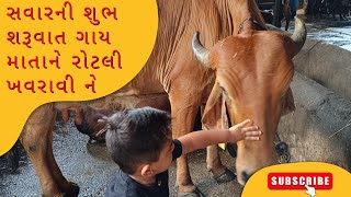 સવાર ની શુભ શરૂવાત ગાય માતાને રોટલી ખવરાવી ને# cow