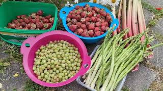 เก็บสตรอเบอรี่ได้,ถอนครูบาร์บ,ตัดหน่อไม้ฝรั่ง,วันนี้เก็บผักผลไม้ได้เยอะมากๆชีวิตที่พอเพียงและเพียงพอ