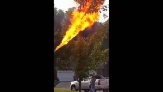 Dude Takes Out A Hornets Nest With A Flamethrower!