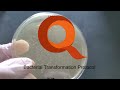 E. coli Heat Shock Transformation Procedure