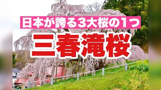 【三春滝桜】福島桜の名所 満開の時期に撮影！日本が誇る3大桜