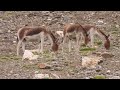 kiangs tibetan ass tibetan wild ass khyang gorkhar restricted to plains of tibetan plateau