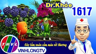 Dr. Khỏe - Tập 1617: Cây tầm xuân cầm máu vết thương | THVL