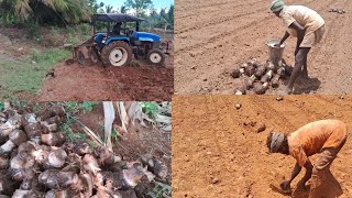 Nendran banana cultivation.|| நேந்திரன் வாழை உழவு முதல் நடவு வரை.#banana #agriculture #Nendran