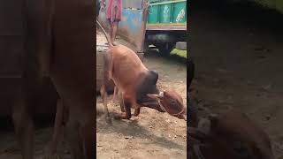 cow unloading, cow videos, cow video, big cow, goru hamba cow, cow bull  Cow market Track Unloading