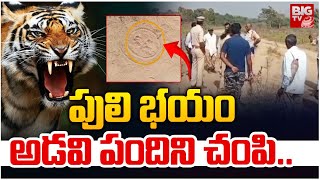 పులి భయం అడవి పందిని చం_పి..| Tiger Tension in Mancherial District | BIGTV