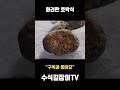 탐석. 이것이 화려한 호박석 수석 stone 수석 탐석 stone