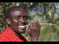 Maasai toothbrush using frayed twigs for super clean white teeth.