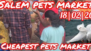 pets market in salem🐦🐓🕊️ | #pets #birds #pigeon #youtubevideo #video #pets market #viral video