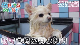 如何正确帮狗狗洗澡 | How To Shower Your Dog Correctly