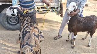 JAIPUR CHAINPURA BAKRA MANDI LIVE UPDATE GUJRI GOAT BAKRIYAN