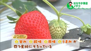 そのおいしさは四つ星級！「よつぼし」ってイチゴ、知っていますか？｜【笑味ちゃん天気予報】2024年1月12日放送