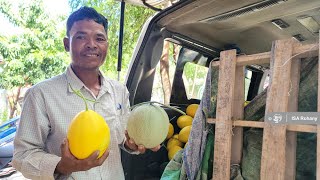 ប្ដូរពីការដាំពោតនិងដំឡូងមកដាំ តាសក់ផ្អែម លោក ម៉េត យ៉េត ថាចំណេញប្រាក់ខុសគ្នា២០ដង