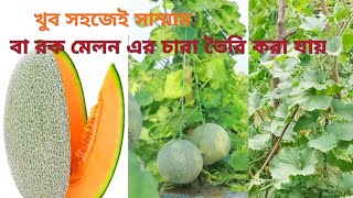 খুব সহজেই সাম্মাম বা রক মেলন এর চারা তৈরি। Rock melon farming