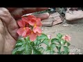 ಕನಕಾಂಬರ ಗಿಡದ ಪೋಷಣೆ ಹೇಗೆ how to care kanakambara plant