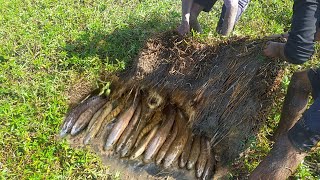 হাওরের কচুরিপানা নিচে মাছ মাছ ধরা। Awesome Traditional Hand Fishing Video | Best Hand Fishing 2022