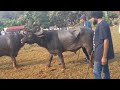 आज झालेल्या रेड्यांच्या झुंज स्पर्धा 🐃🐃 bullfightmaharashtra झुंज गुहागर