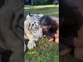 This man was playing with Tiger and Lions, Then this happened 😱🫡 #respect #shorts #ytshorts