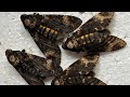 On Air! BIG HAWKMOTH ALIVE, Acherontia atropos, Sphingidae, & PAPER WASPS, POLISTES. #entomology