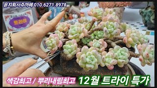 묵둥이 라울 중품 사이즈를 멋진 화분에 분재처럼 분갈이해요! 12월트라이특가를 놓치지 마세요! 뿌리내림, 색내기에 최고의 용토는 트라이! 윤지희사주까페 010.6271.8978