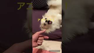 アゴ成功？！　#ポメラニアン　#チワワ　#ポメチワ　#癒し　#かわいい犬