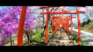 丸高稲荷神社 鳥居と桜