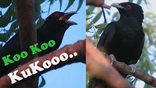 Koel Bird Singing / குயில் பாட்டு Coo Coo Cuckoo...