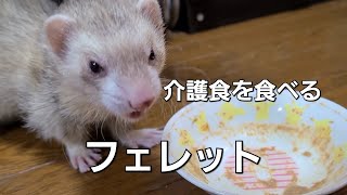 【フェレット】パスバレーフェレットが介護食を食べるところが可愛い！