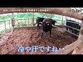 畜産農家が教える「美味しい黒毛和牛の食べ方 u0026育て方」～鹿児島・霧島～ 第2代農tuber 藤山粋 jaグループ「農tuber」ちゃんねる